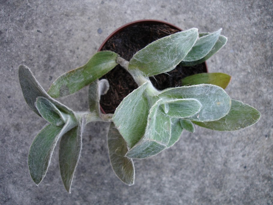 Бегония Мэсона Родина