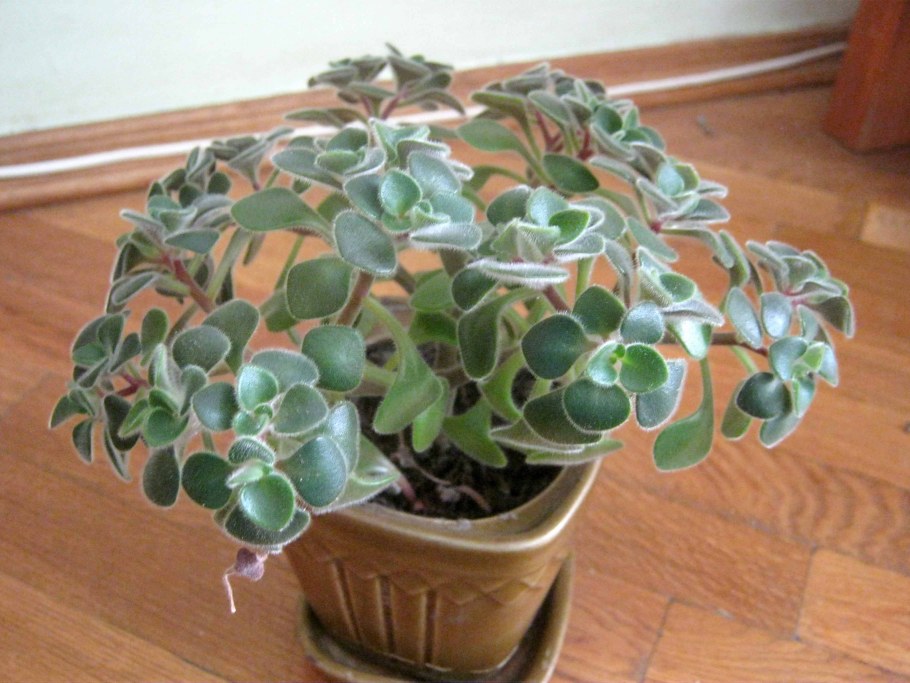 Шалфей сизый