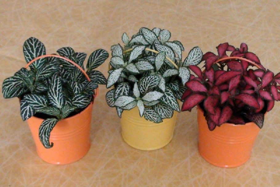 Альсобия dianthiflora