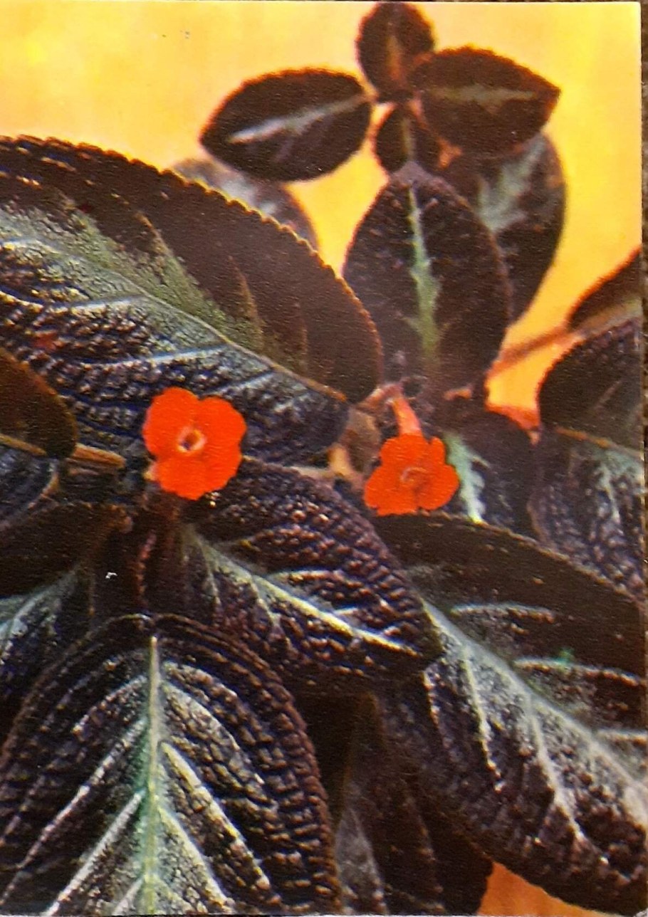 Стахис Медвежьи ушки