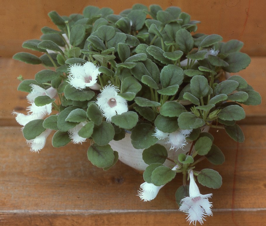 Эписция мраморная