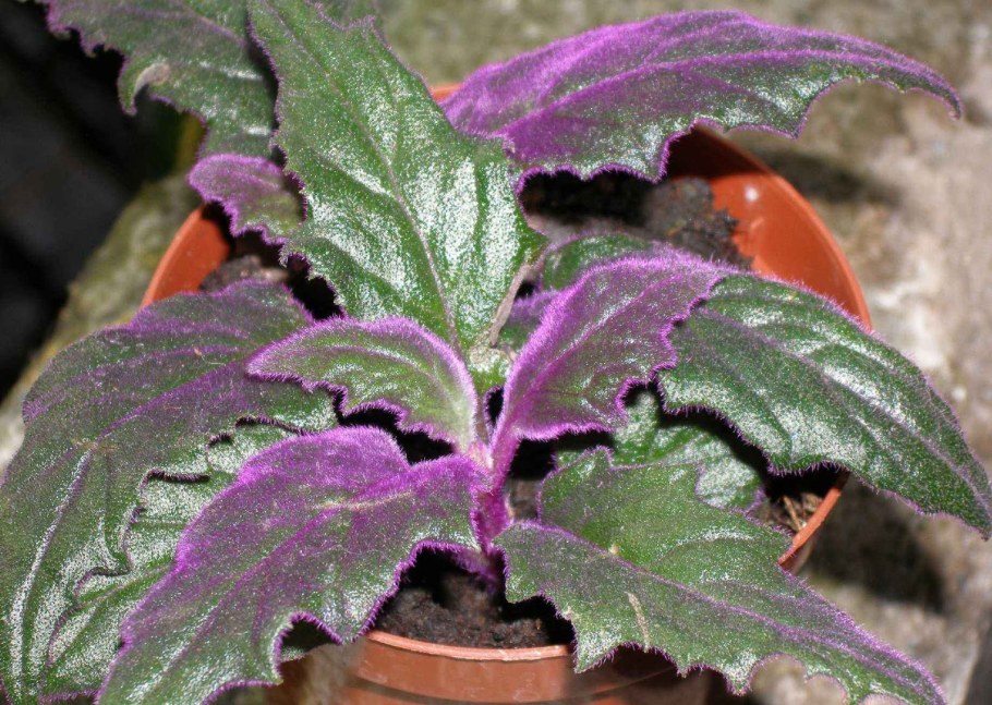 Колерия мохнатый колокольчик