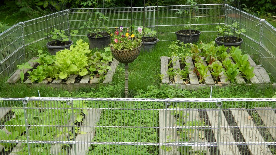 Дорожки между грядок из паллет