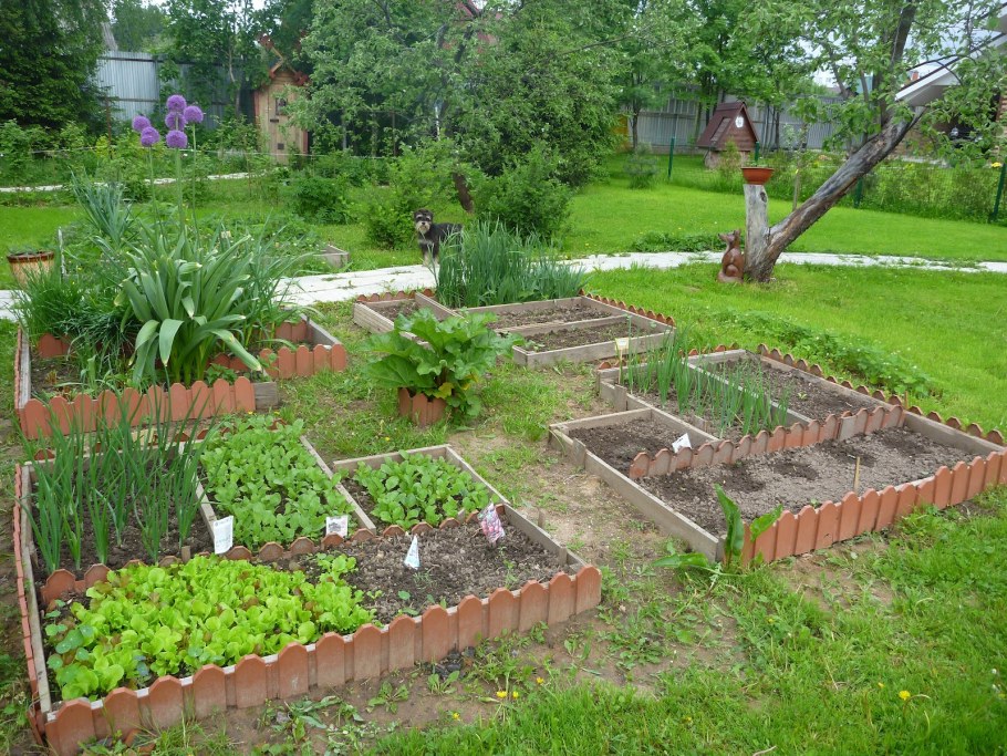 Грядки на участке