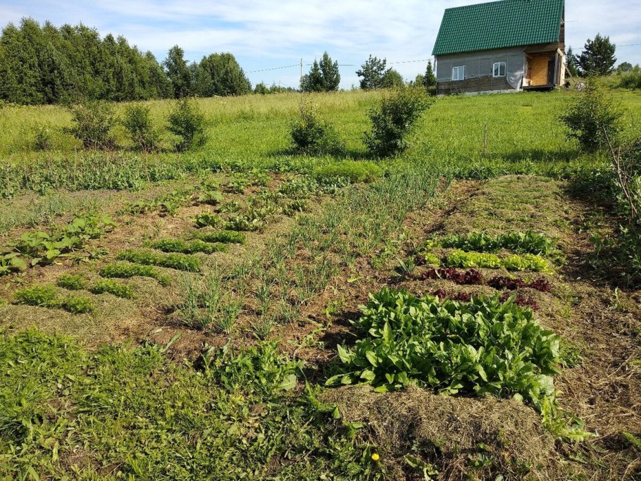 Газон в огороде