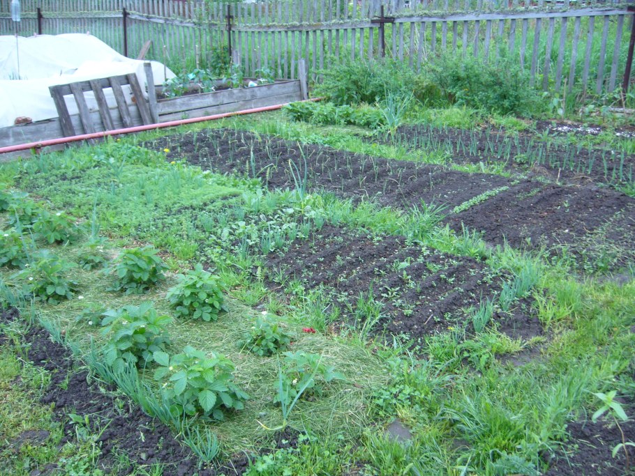 Грядки обычные