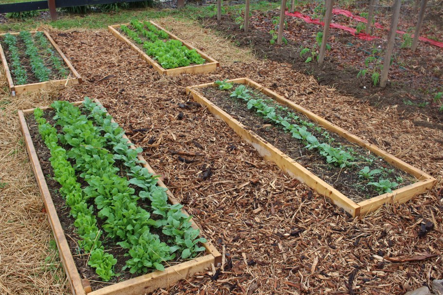 Перголы для зонирования сада