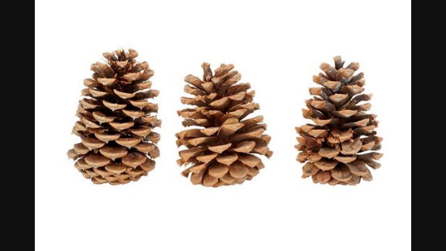 Елка из шишек в горшке