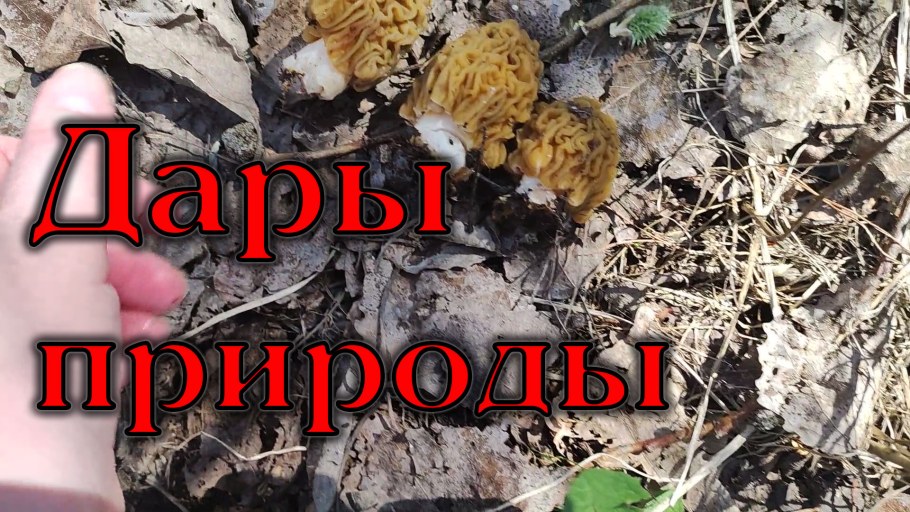 Сериал огурец