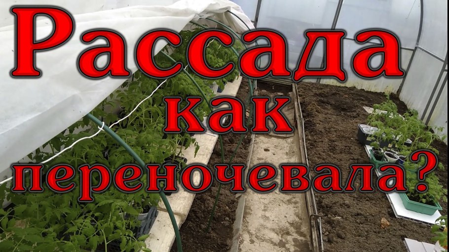 Помидоры под парничком много помидор не теплица