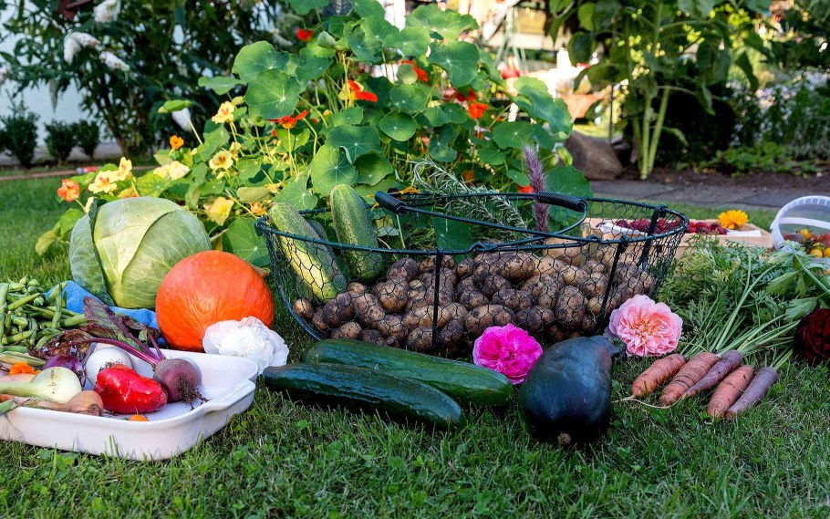 Обустройство дачного участка