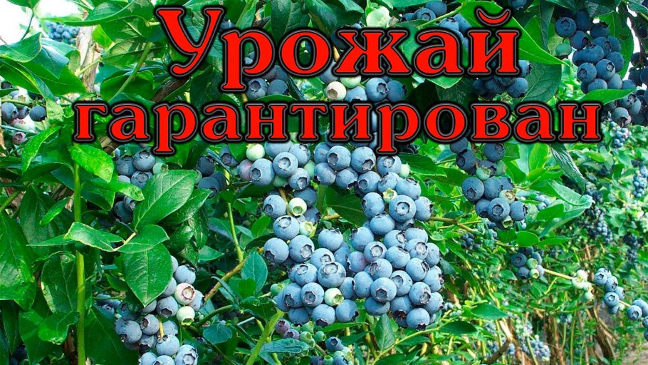 Марина зацветет удобрение