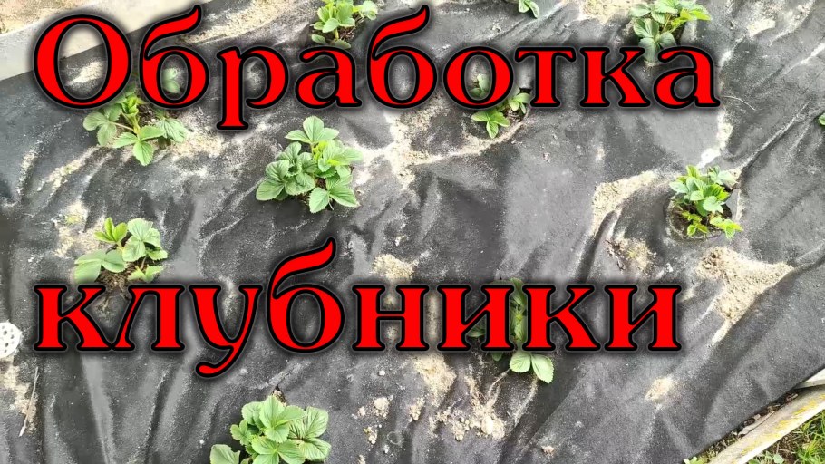 Урожайный огород Татьяны сажаем морковь