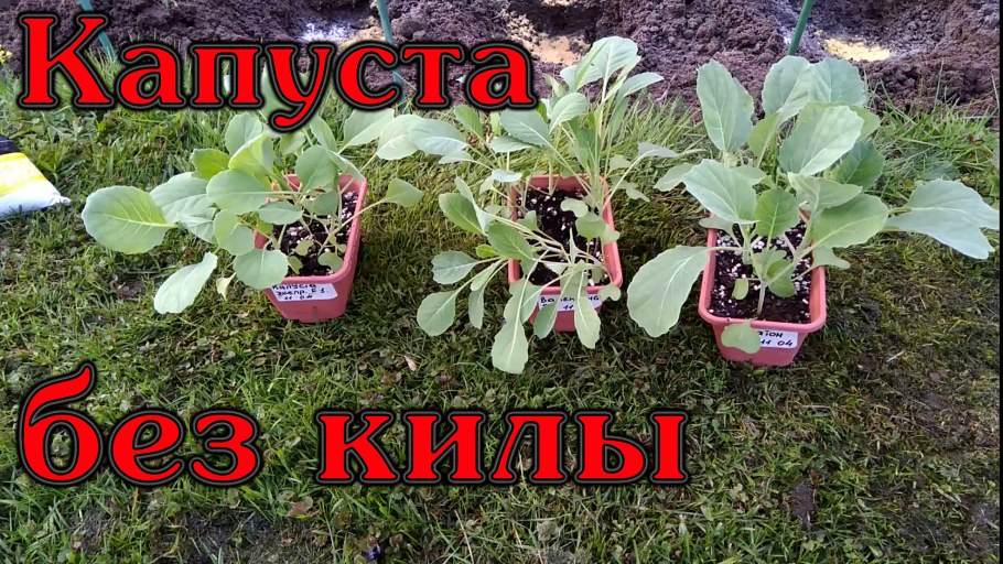 Ландшафт сад двор пергола