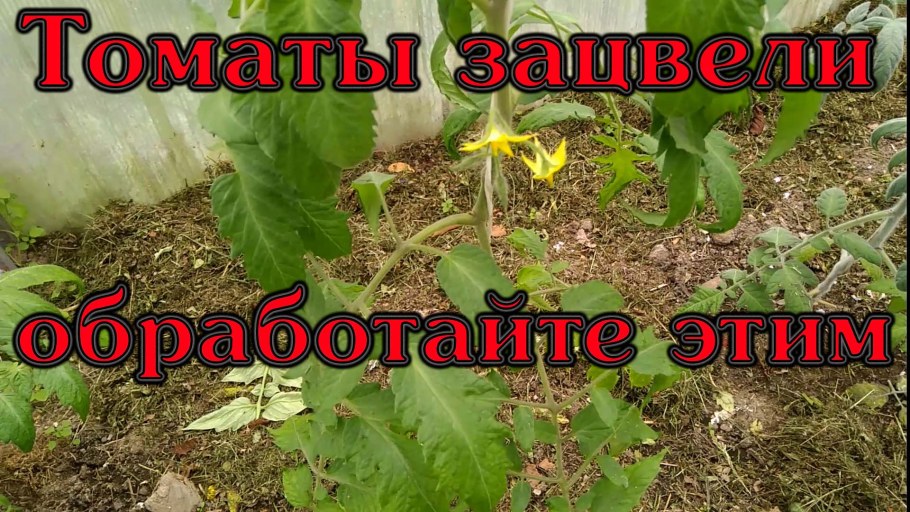 Помидоры цветут странно