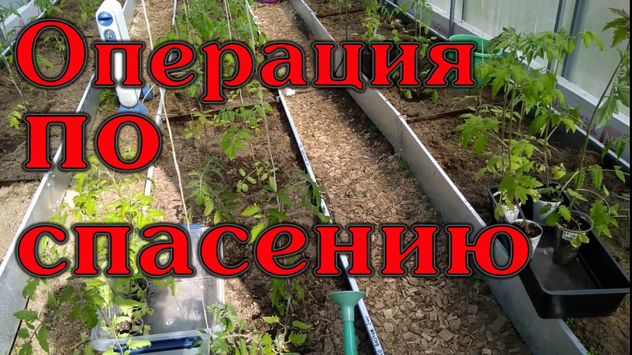 Как правильно сажать рассаду ты не в огород видео