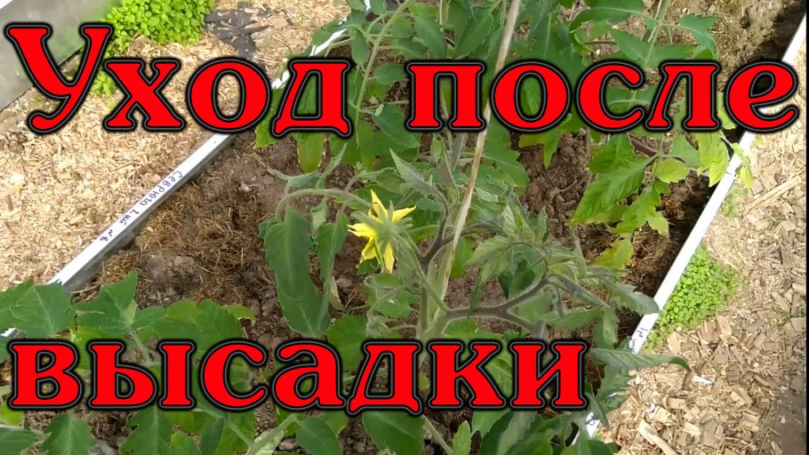 Канал наш огород.