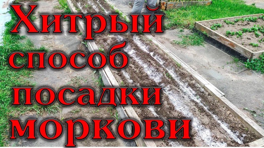 Растения сада и огорода