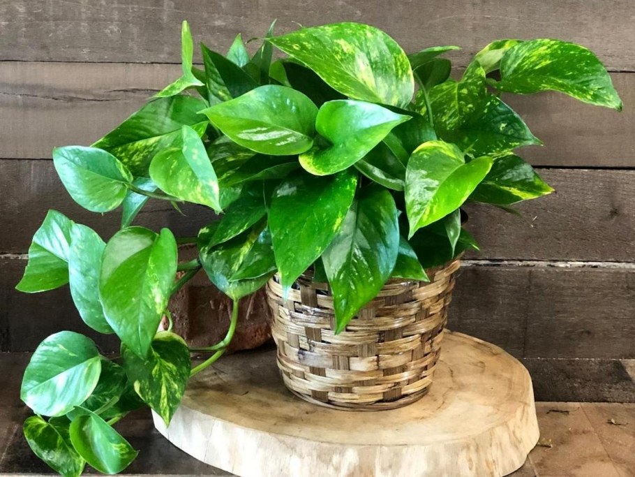 Эпипремнум золотистый Epipremnum Aureum