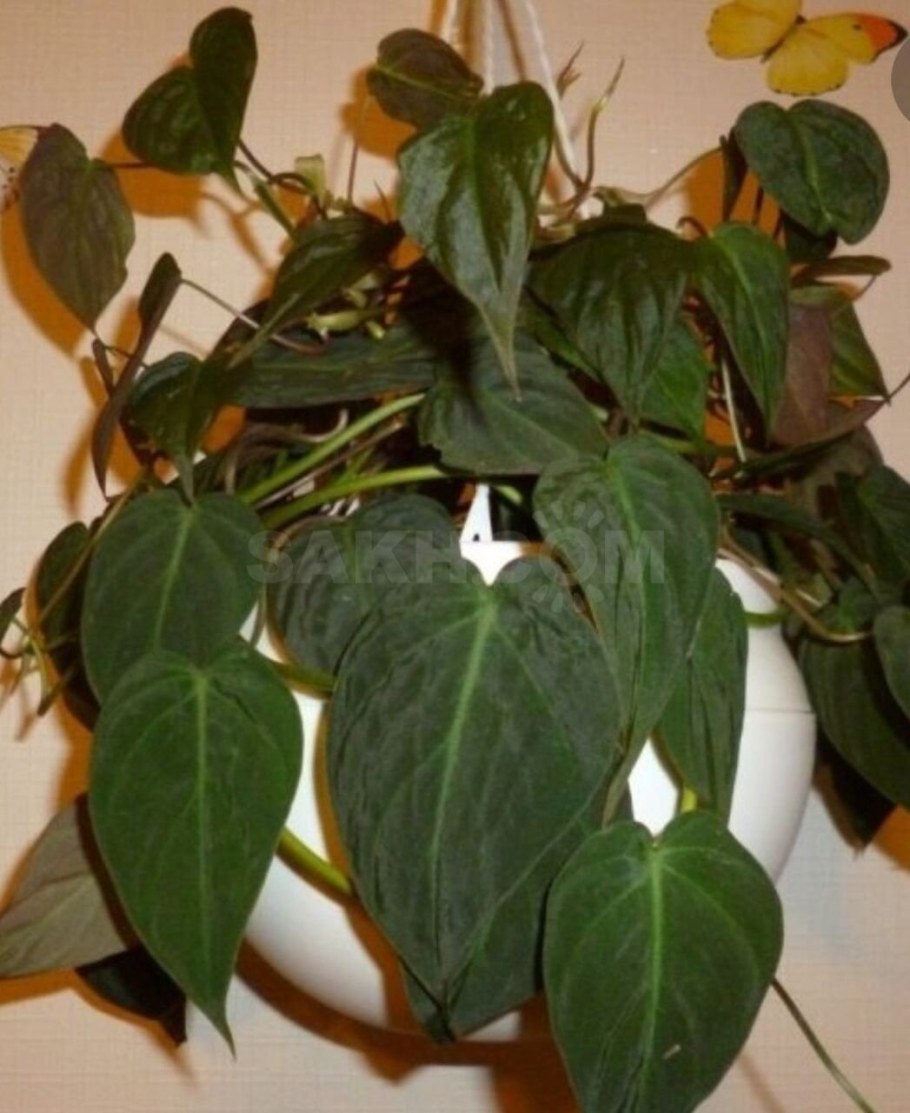 Филодендрон миканс бархатный