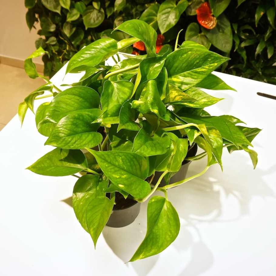 Эпипремнум мужегон