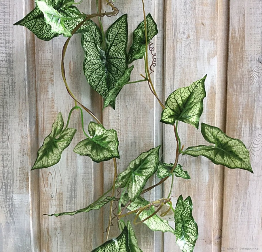 Сциндапсус Вьюн Лиана