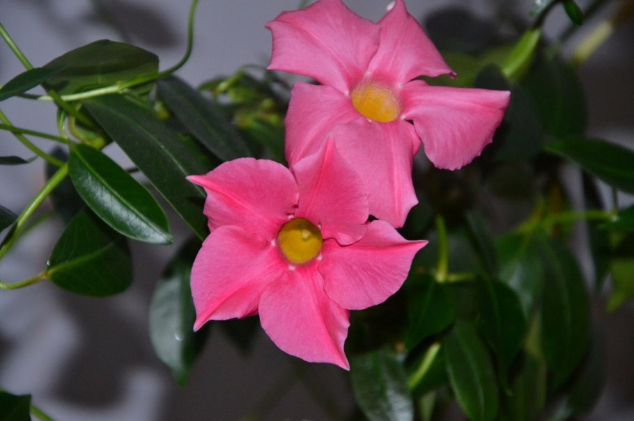 Дипладения мандевилла