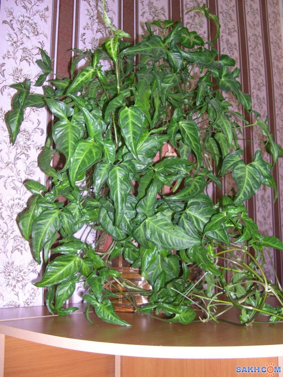 Сингониум неон Арроу