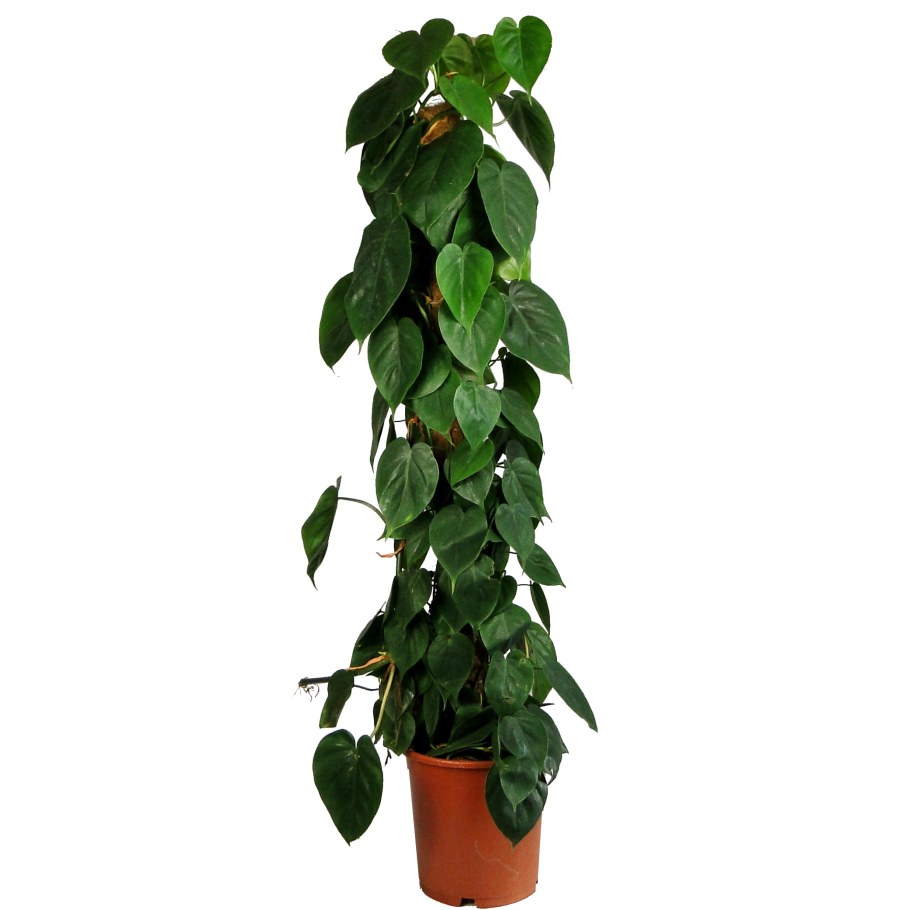 Филодендрон Лиана