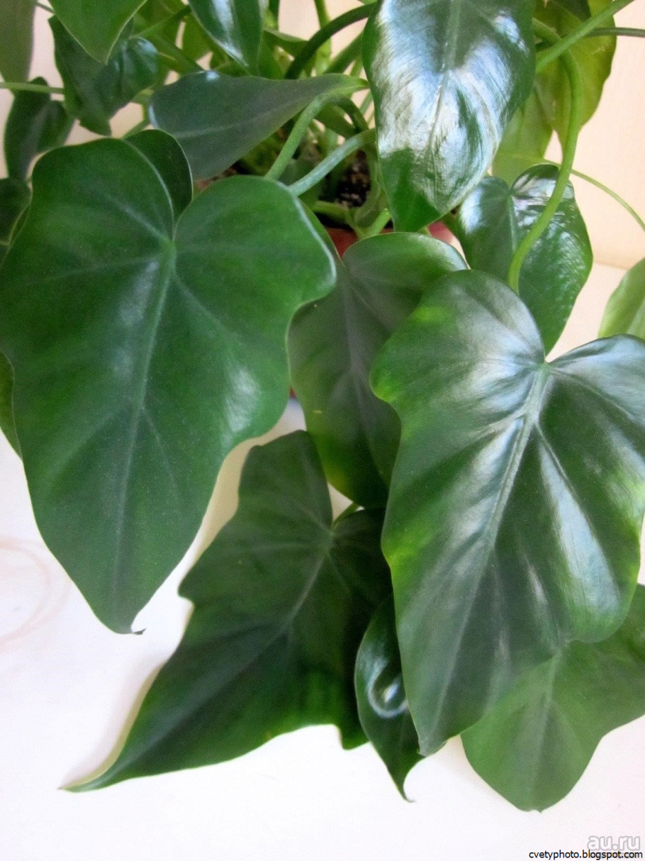 Филодендрон дольчатый