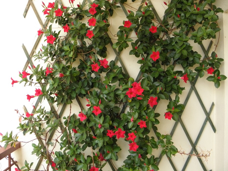 Дипладения на шпалере