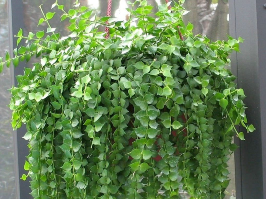 Дисхидия ruscifolia