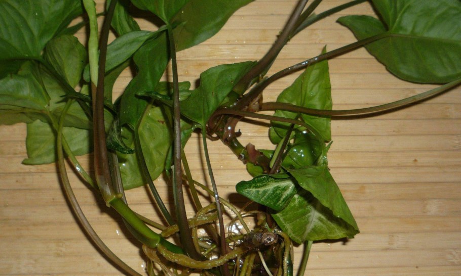 Сингониум лиановидный