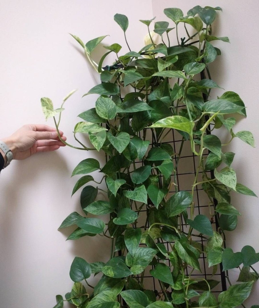 Хойя сциндапсус