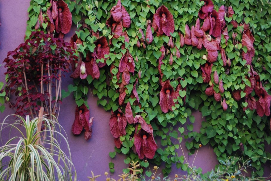 Аристолохия крупнолистная