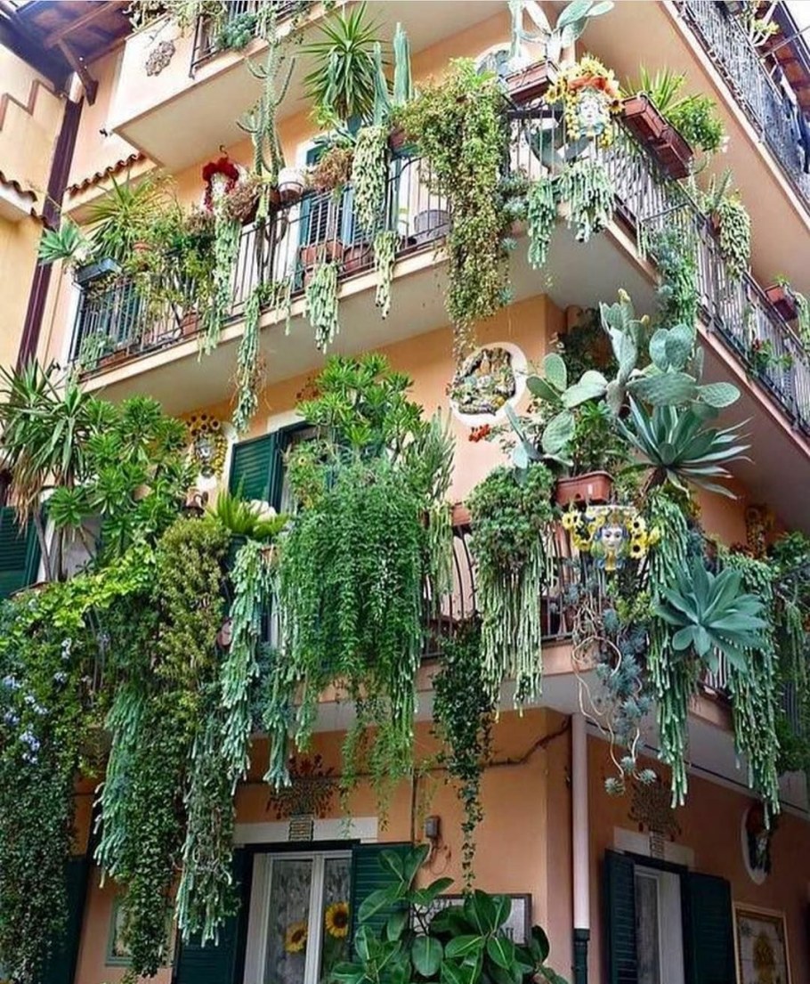 Ампельные лианы Суккуленты