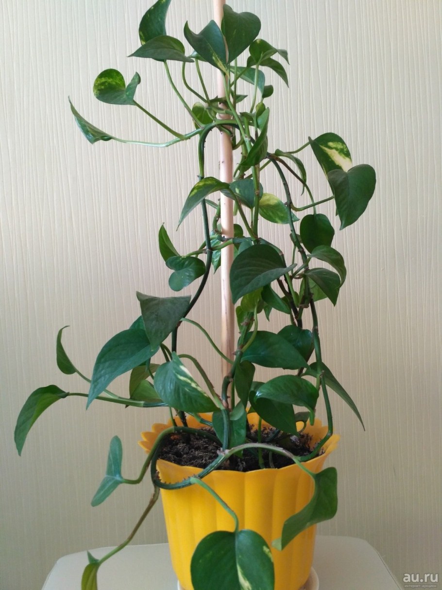 Эпипремнум амплиссиум