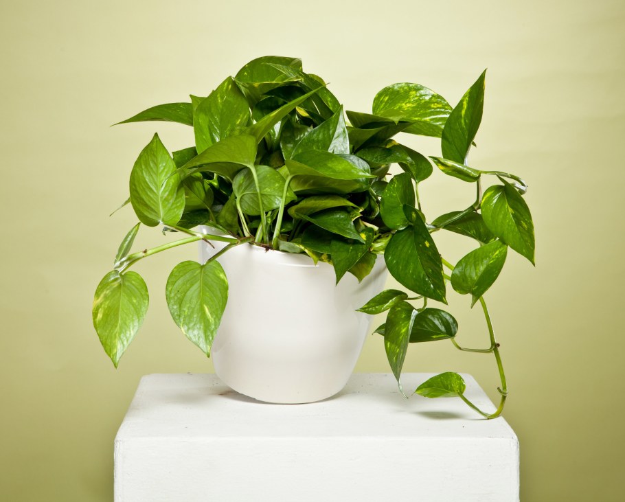 Сциндапсус Потос