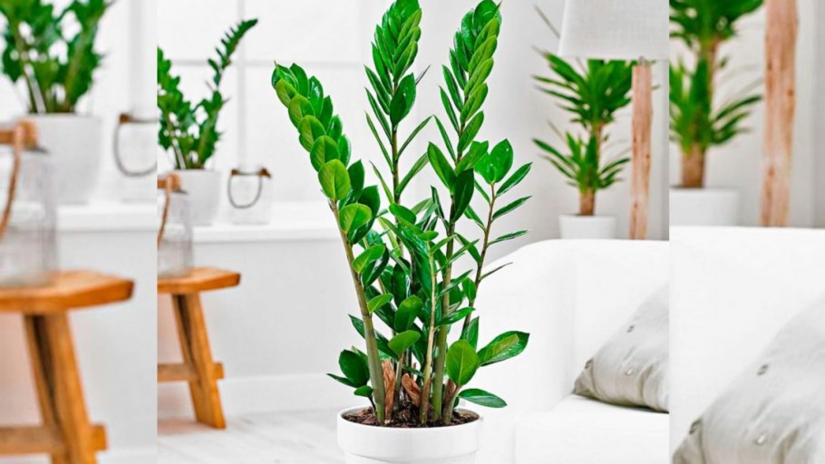 Растения в прихожей
