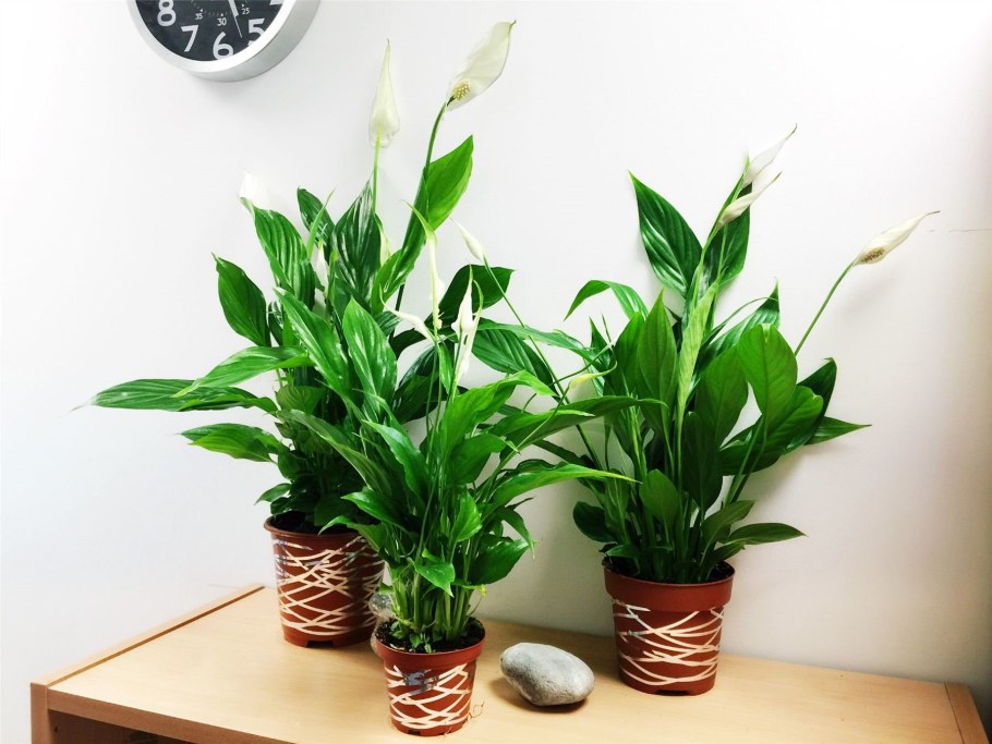 Крупные комнатные цветы