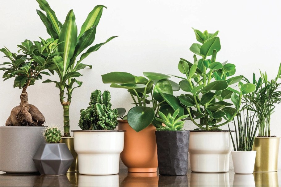 Асплениум хамедорея фитостена