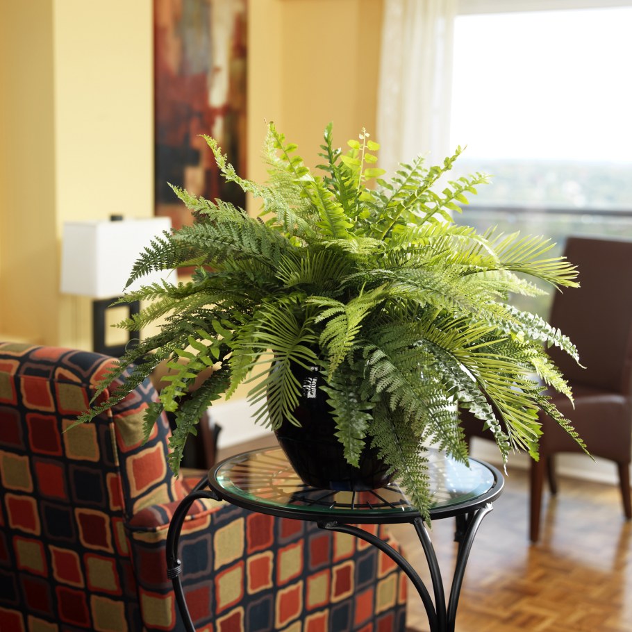 Замиокулькас Замифолия