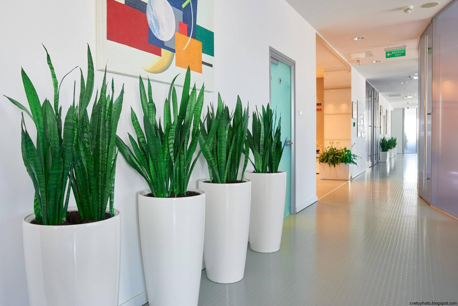 Тенелюбивые комнатные комнатные растения