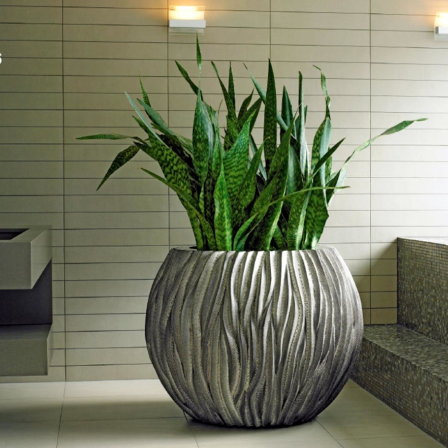 Лечуза спатифиллум