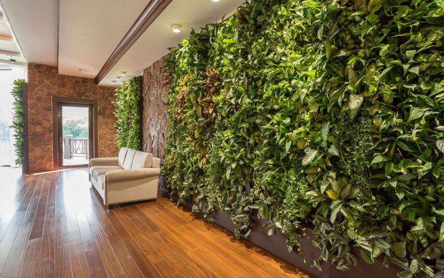 Юкка, Драцена Кордилина