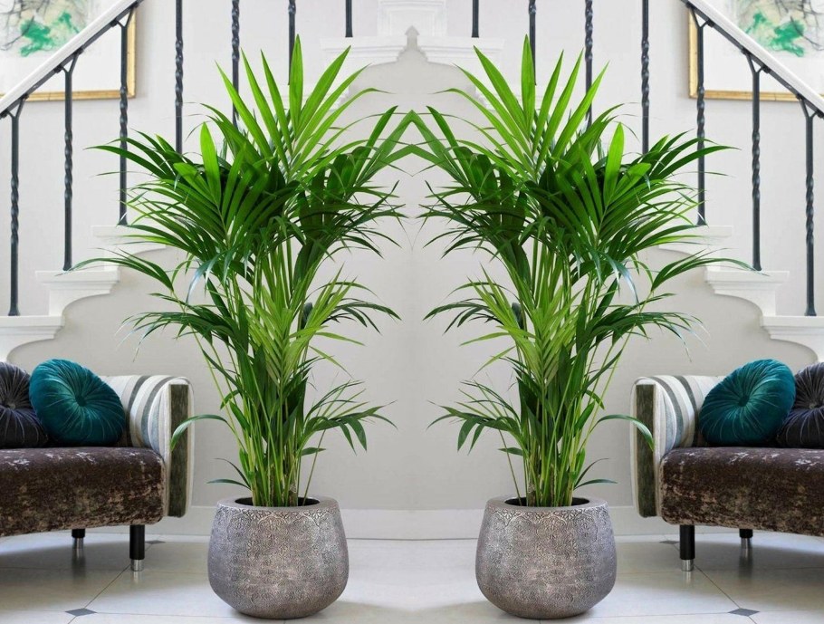 Растения в интерьере