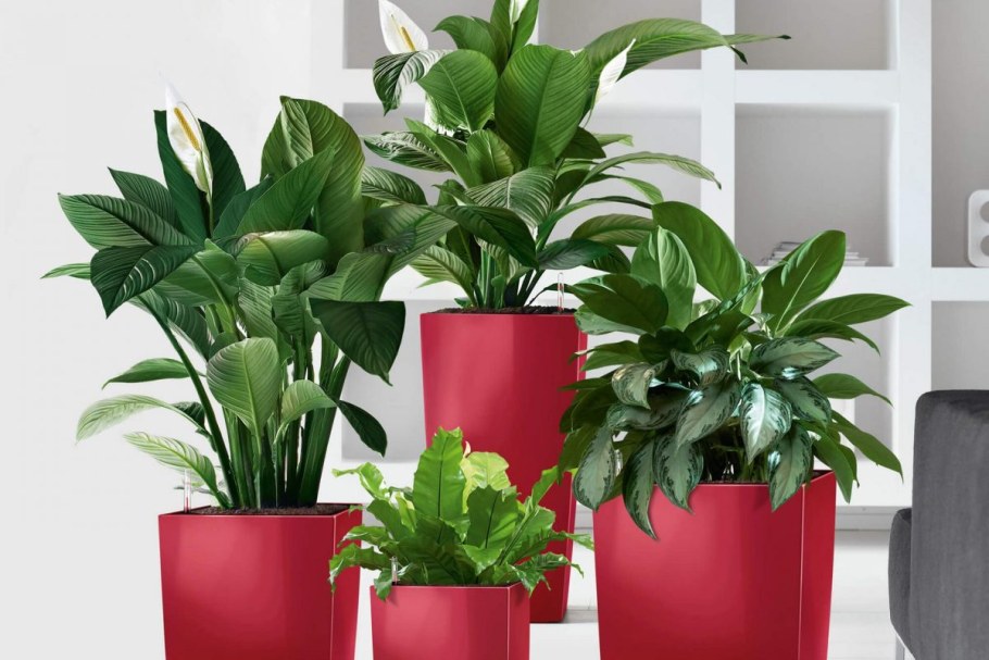 Цветы в коридоре