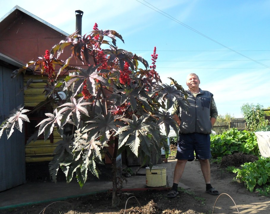 Клещевина Багровая Пальма