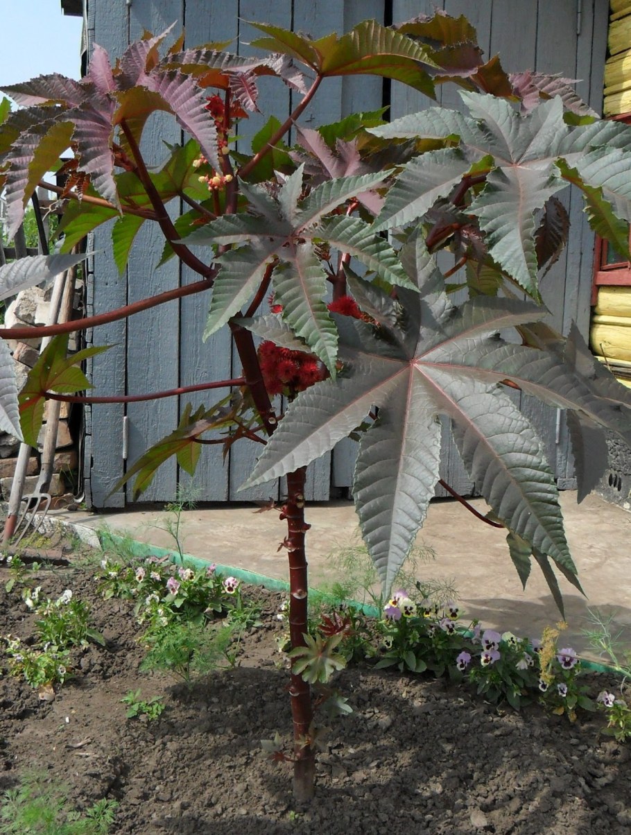 Пальма Садовая клещевина