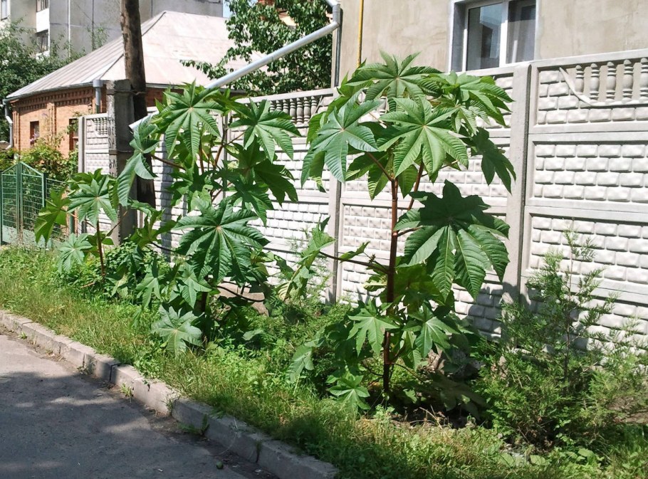 Клещевина Северная Пальма